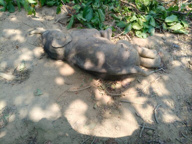 245253883317789479190008